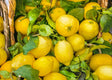 Italy Amalfi's Lemon | Fresh by Air Mercato Gourmet - Fruits @Mercato Gourmet | Your Italian Gourmet Supermarket