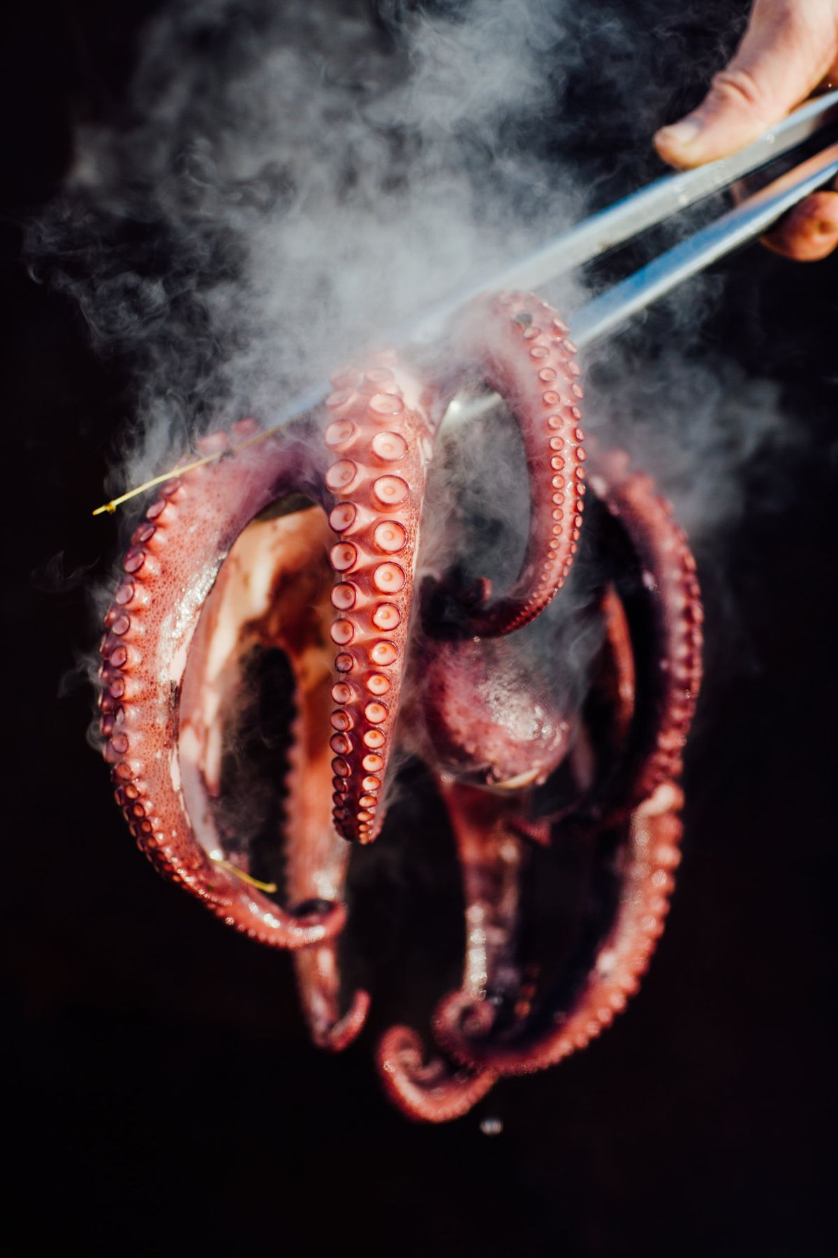 Cooked Octopus Tentacles In Vacuum - Winnerfish
