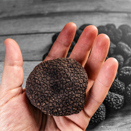 Fresh black summer truffle mercato gourmet scorzone truffle, scorzone truffle, tuber aestivum burgundy truffle