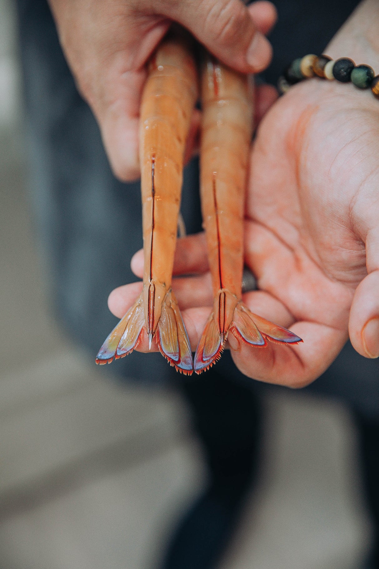 Wild-Caught Frozen Eastern King Prawn - Silve Sea