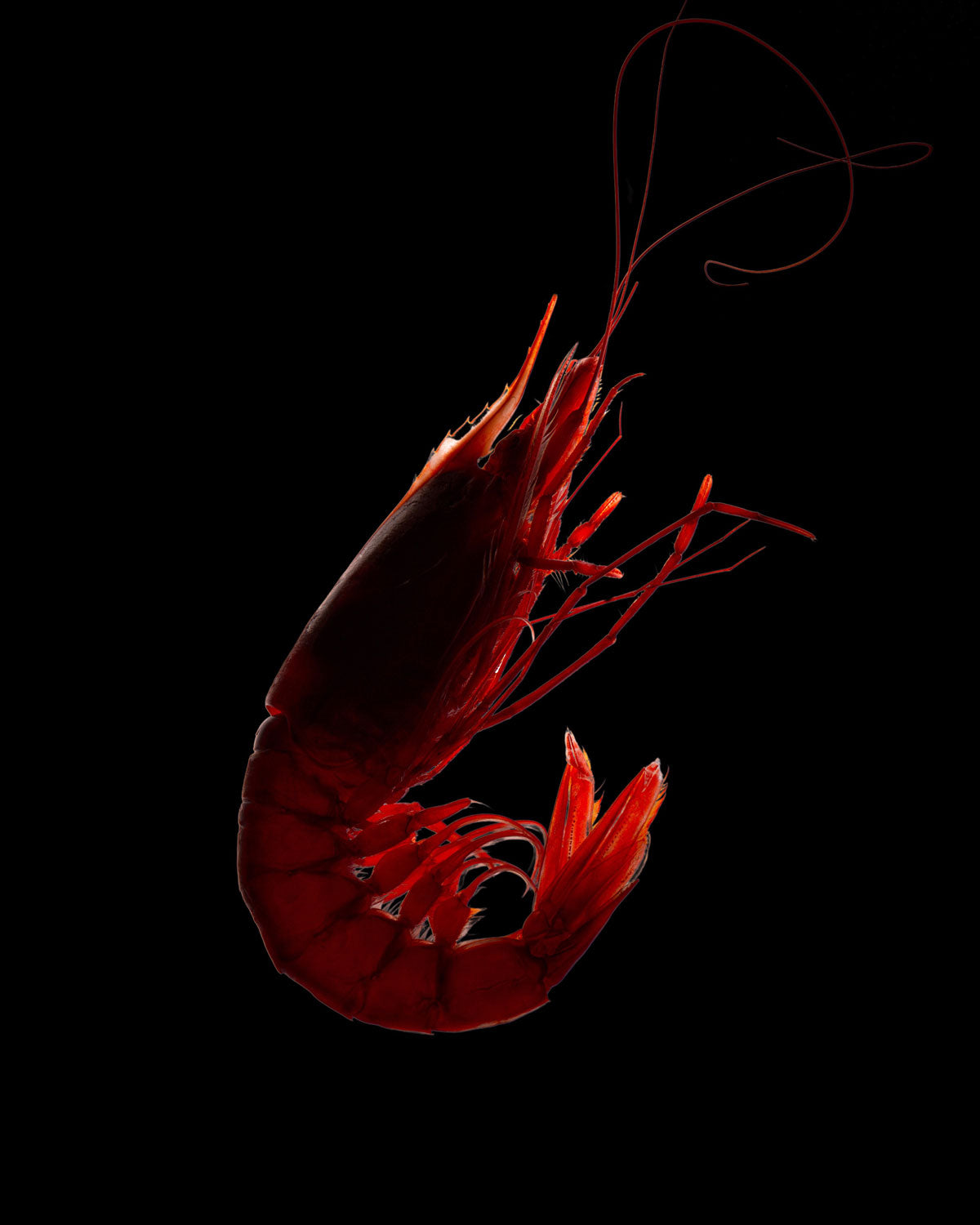 Sicilians Frozen Red shrimp - Rosso di Mazara 意大利西西里紅蝦 Rosso di Mazara - Shellfish & Others @Mercato Gourmet | Your Italian Gourmet Supermarket