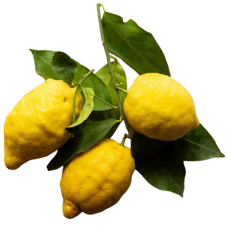 Italy Amalfi's Lemon | Fresh by Air Mercato Gourmet - Fruits @Mercato Gourmet | Your Italian Gourmet Supermarket