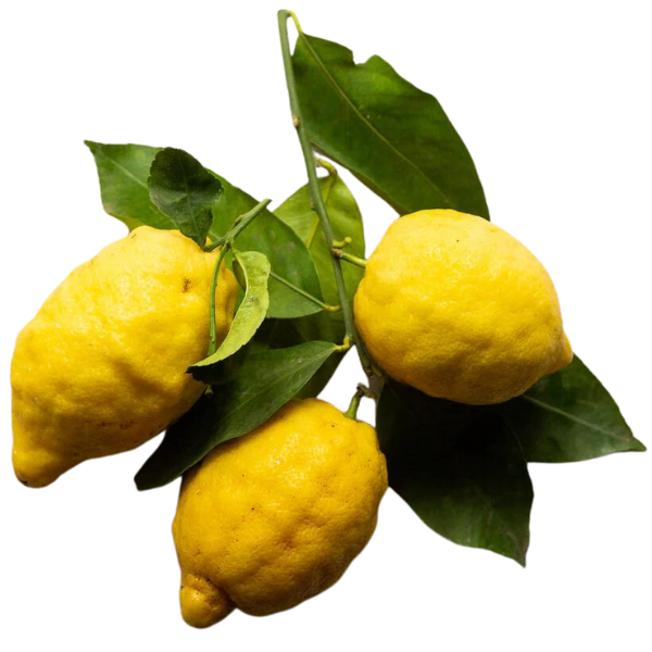 Lemon Amalfi 1 Piece