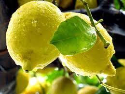 Italy Amalfi's Lemon | Fresh by Air Mercato Gourmet - Fruits @Mercato Gourmet | Your Italian Gourmet Supermarket