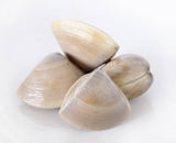 New Zealand Diamond Shell Clams 1kg Chilled - Cloudy Bay