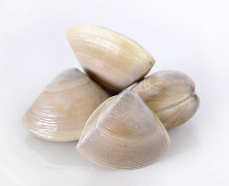 New Zealand Diamond Shell Clams 1kg Chilled - Cloudy Bay