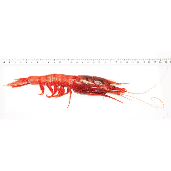 Red Prawn Rosso di Mazara Size L - Frozen