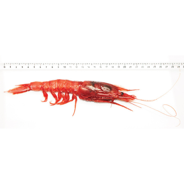 Red Prawn Rosso di Mazara Size XXL - Frozen