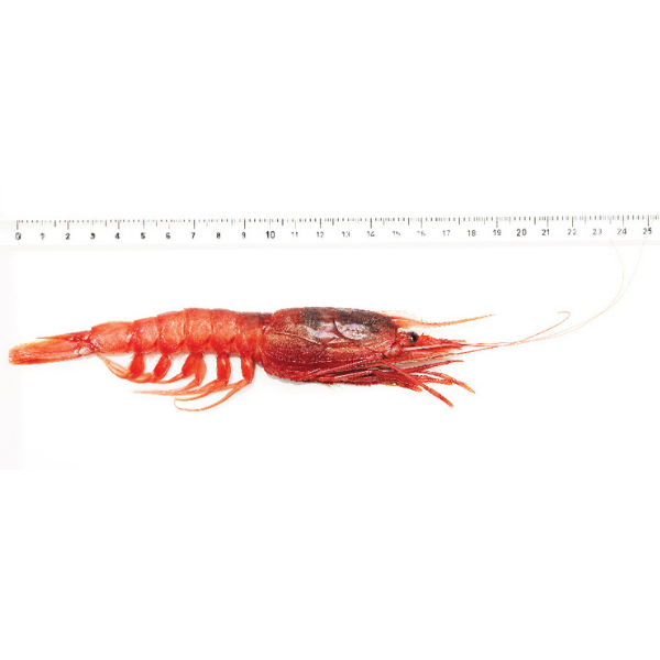Red Prawn Rosso di Mazara Size L - Frozen