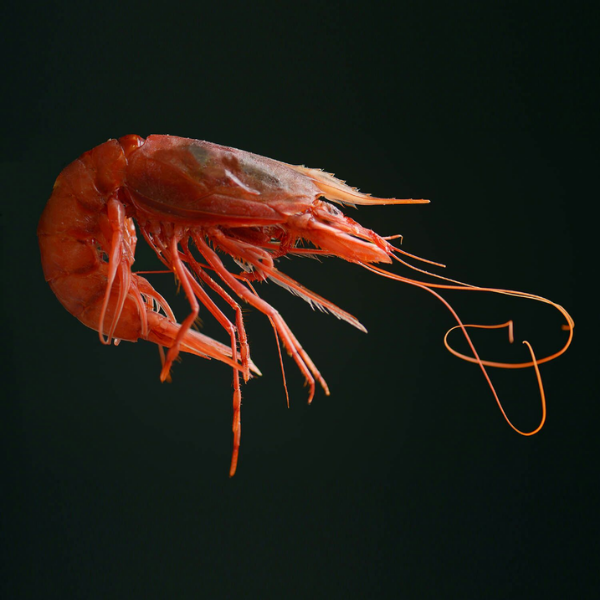 Red Prawn Rosso di Mazara Size XXL - Frozen