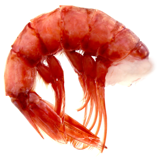 Red Prawn Rosso di Mazara Size L - Frozen