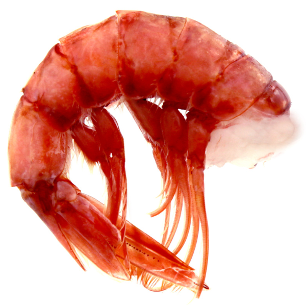 Red Prawn Rosso di Mazara Size XXL - Frozen