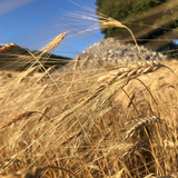 Pearled Barley 400g - Perle della Tuscia Mercato Gourmet - Legumes & Grains @Mercato Gourmet | Your Italian Gourmet Supermarket