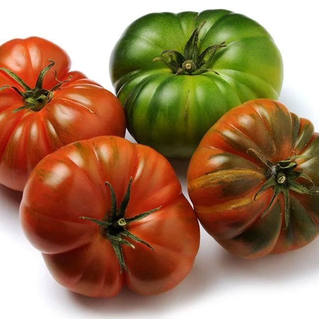 Fresh Tomato Costoluto