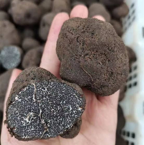Yunnan Wild Black Truffle