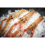 Frozen Langoustine - Læsø Mercato Gourmet - Shellfish & Others @Mercato Gourmet | Your Italian Gourmet Supermarket